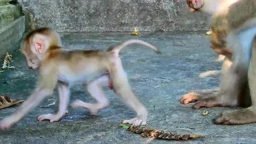 小猴子吃屁瓜,趣味盎然的童年趣事