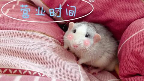 小猴子吃屁瓜,趣味盎然的童年趣事