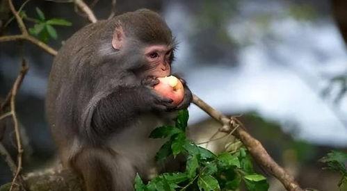 小猴子吃屁瓜,趣味盎然的童年趣事