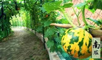 孩子吃瓜诗,孩子眼中的夏日田园乐章