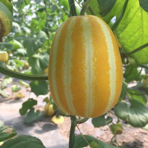 中国瓜在哪吃,探寻中国各地瓜果美食的独特风味