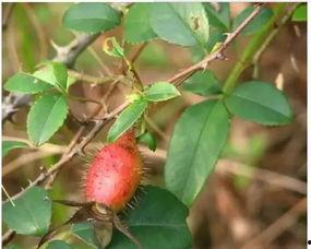 小金子吃瓜视频,揭秘娱乐圈幕后故事