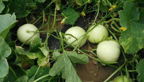 吃瓜黄色瓜,探寻夏日消暑美食的奥秘