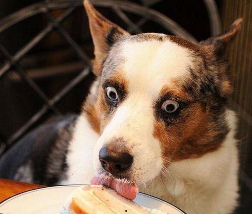 狗司令太子吃瓜,吃瓜群众的欢乐盛宴