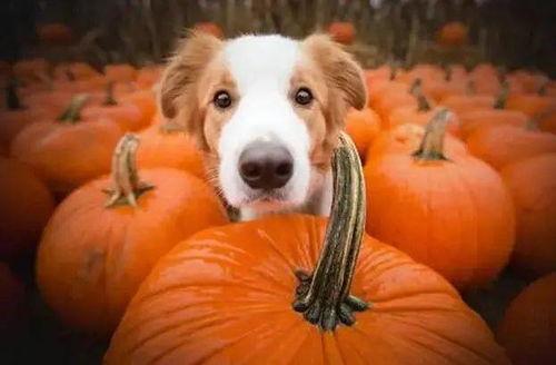 狗司令太子吃瓜,吃瓜群众的欢乐盛宴