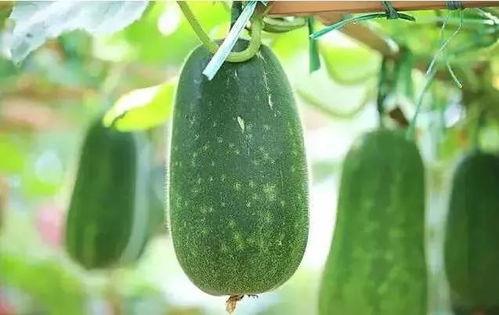 啥时候不能再吃瓜,揭秘何时是停止享用瓜果的最佳时机