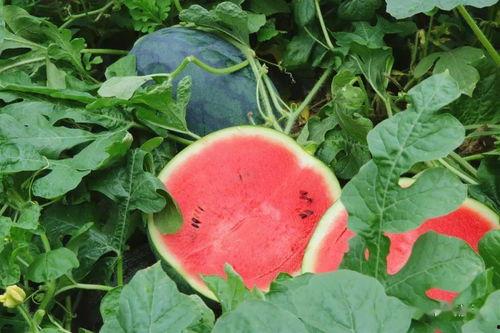 吃瓜门票,门票背后的狂欢秘密