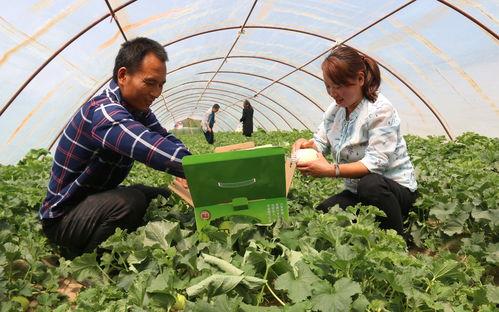 大河马西吃瓜,大河马西的瓜田奇遇记