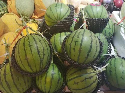 容城 吃瓜,瓜田里的欢乐时光