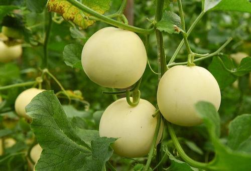 吃瓜天天看,吃瓜群众视角下的娱乐圈风云录