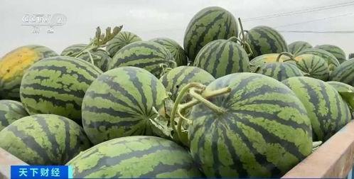 明斯克吃瓜网,揭秘城市热点，畅享生活趣味