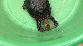 吃瓜小巨迷,网络红人的崛起与影响力