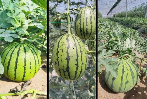 甜文吃瓜,甜蜜你我