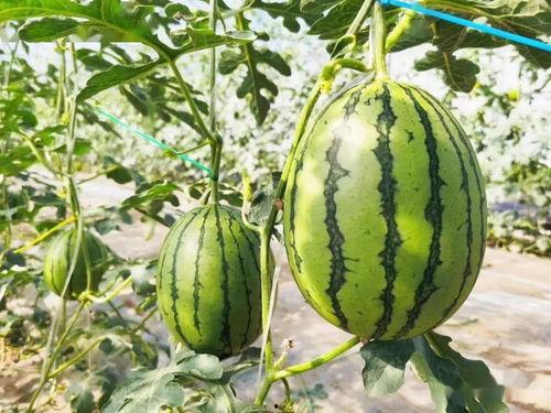 甜文吃瓜,甜蜜你我