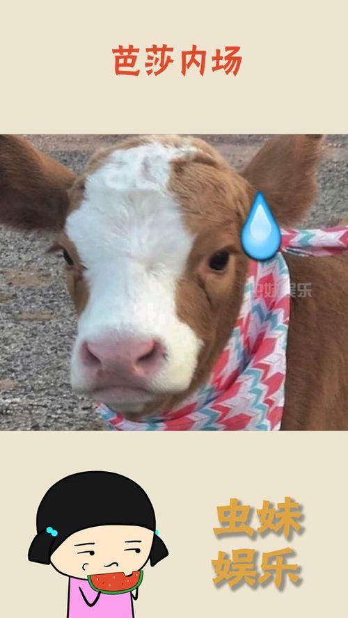 抖音吃瓜封面图,揭秘抖音热门吃瓜封面图背后的故事