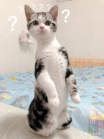 给猫咪吃瓜特效,神奇效果大揭秘！