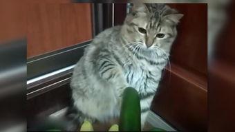 给猫咪吃瓜特效,神奇效果大揭秘！