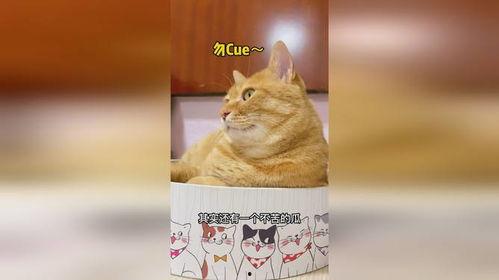 给猫咪吃瓜特效,神奇效果大揭秘！