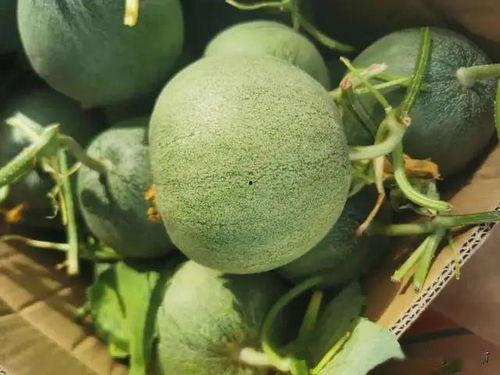 金融18线吃瓜,揭秘幕后吃瓜者的金融圈秘闻