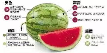 微信吃瓜鄙视,揭秘社交圈层中的“瓜农”与“瓜民”