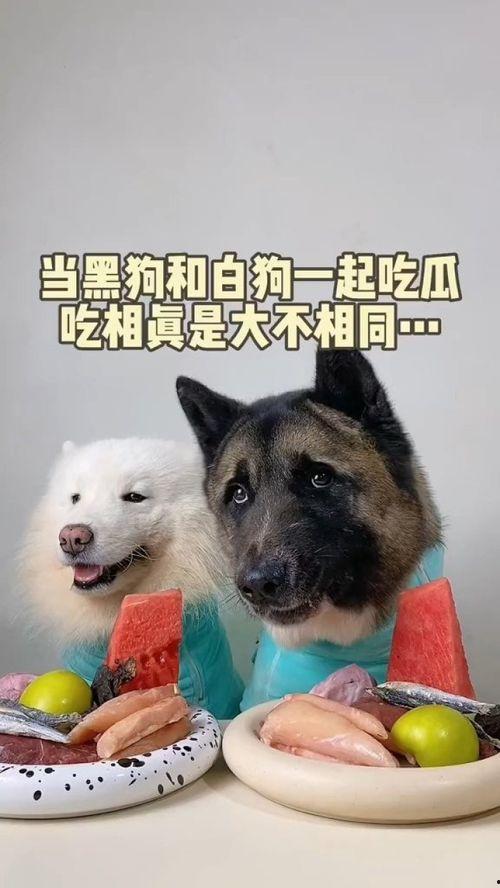 萌宠指南吃瓜,吃瓜群众必备的宠物养护秘籍