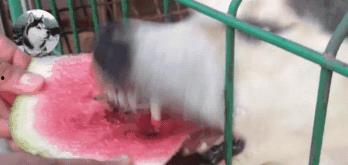 萌宠指南吃瓜,吃瓜群众必备的宠物养护秘籍