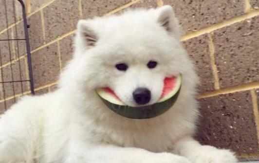 萌宠指南吃瓜,吃瓜群众必备的宠物养护秘籍