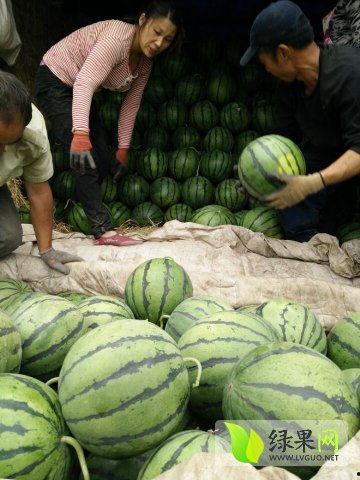 温江吃瓜新闻事件最新,一场引发全民热议的“瓜田风波”