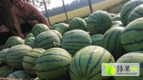 温江吃瓜新闻事件最新,一场引发全民热议的“瓜田风波”