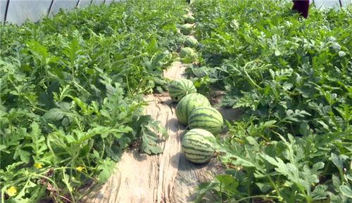 温江吃瓜新闻事件最新,一场引发全民热议的“瓜田风波”