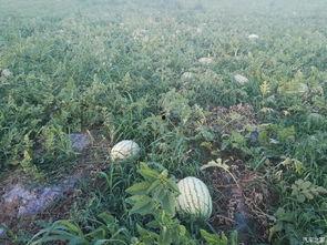 有哪些吃瓜的论坛