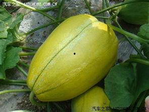 有哪些吃瓜的论坛