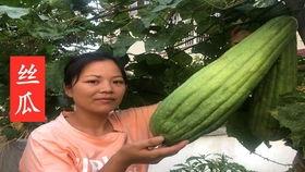 嫰瓜怎么吃,解锁健康美味新体验