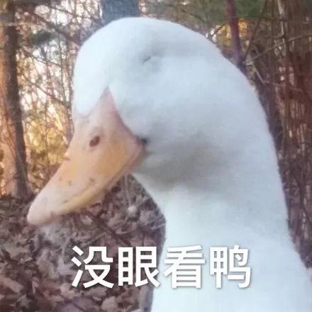 快乐吃瓜鸭画,趣味横生的日常趣事集锦