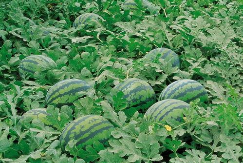 缅北吃瓜官方频道,吃瓜官方频道带你探秘边境奇闻轶事