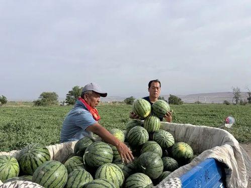 缅北吃瓜官方频道,吃瓜官方频道带你探秘边境奇闻轶事
