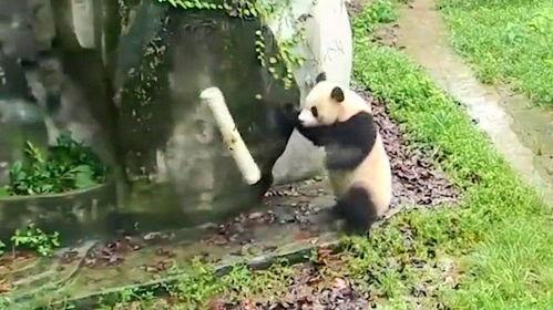 水管坏了熊猫吃瓜,水管故障引熊猫“吃瓜”趣事
