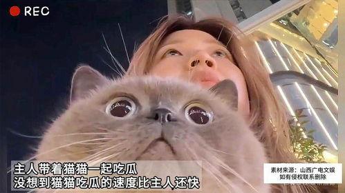 猫咪在线吃瓜免费,免费在线观看萌宠瓜界风云