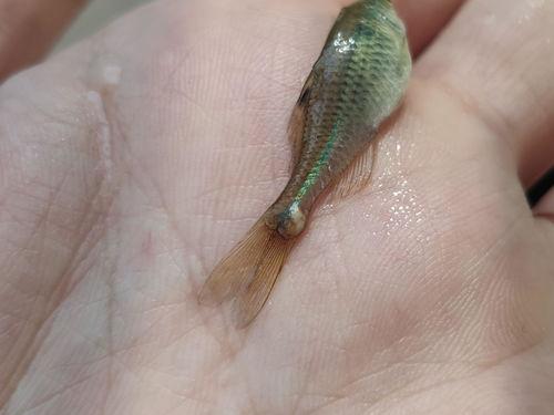 鱼吃小瓜虫,生态平衡自然维护