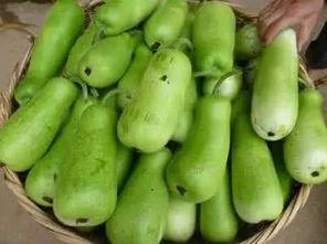 怀孕葫芦瓜可以吃吗,安全食用指南与营养益处