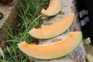 鱼和哈密瓜能一起吃吗,探讨两者能否共食的饮食奥秘