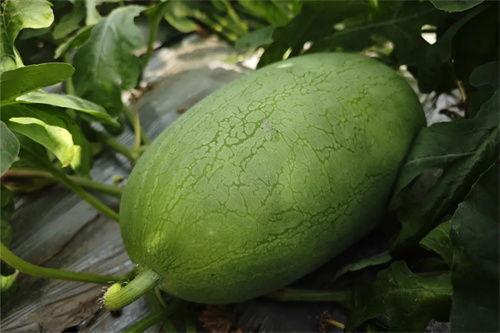 麒麟瓜甜了吗怎么吃,甜度鉴定与食用指南