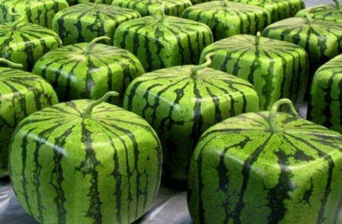 爆料中国吃瓜,揭秘网络爆料的背后真相