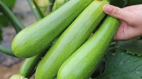 蕃瓜老了怎么吃,探索番瓜变废为宝的烹饪艺术