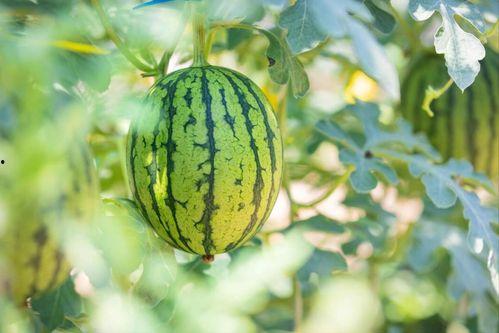 湖北的瓜怎么吃,湖北瓜果多样食趣探秘