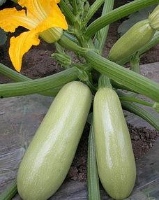 松瓜能炒菜吃,家常美味，营养满分