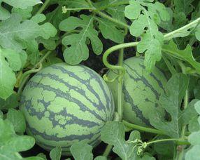 孕早期可以吃荷兰瓜吗,荷兰瓜的适宜摄入与注意事项