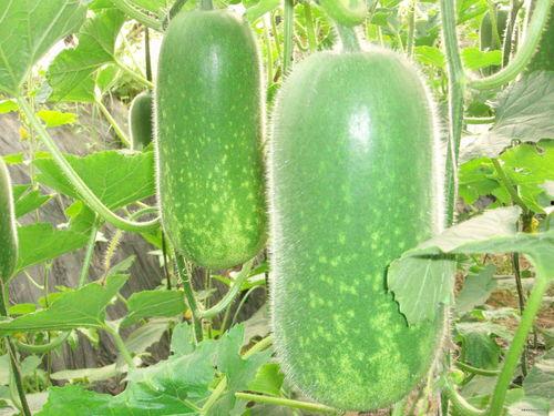 吃老方瓜减肥吗,揭秘瓜类减肥新潮流