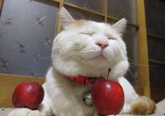 猫咪吃瓜的籽,瓜籽之旅