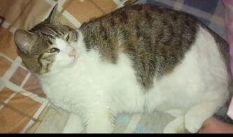 猫咪吃瓜的籽,瓜籽之旅